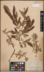 Salix aurita L. x Salix viminalis L.